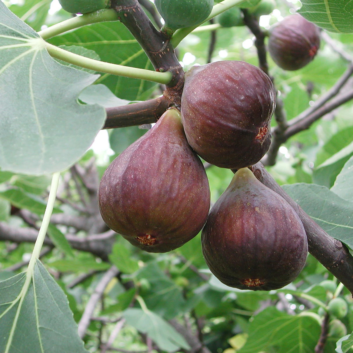 Chicago Hardy Fig Tree – Ficus carica
