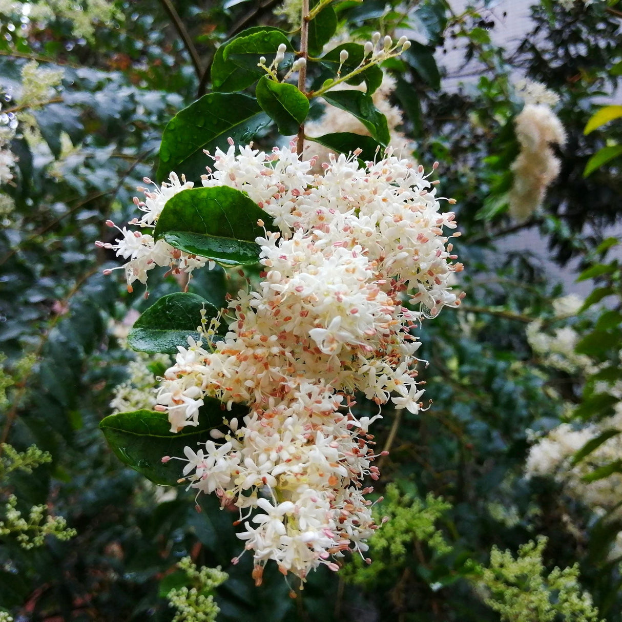 Peking Lilac 'Syringa reticulata subsp. pekinensis' Shrub