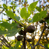 Chicago Hardy Fig Tree – Ficus carica