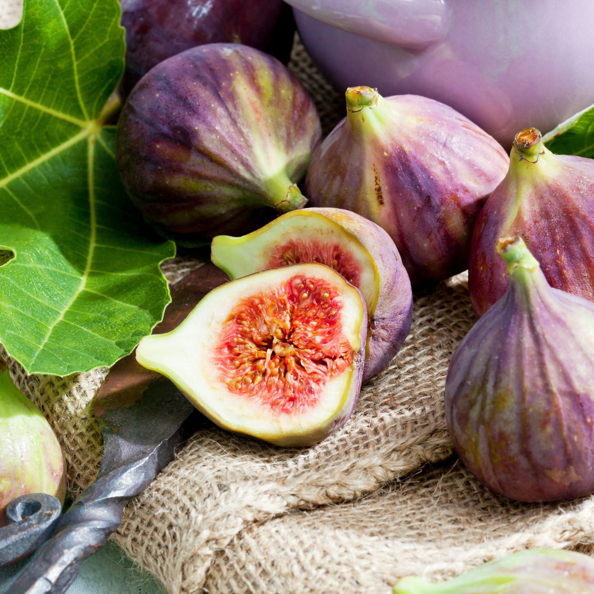 Chicago Hardy Fig Tree – Ficus carica