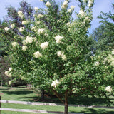 Peking Lilac 'Syringa reticulata subsp. pekinensis' Shrub
