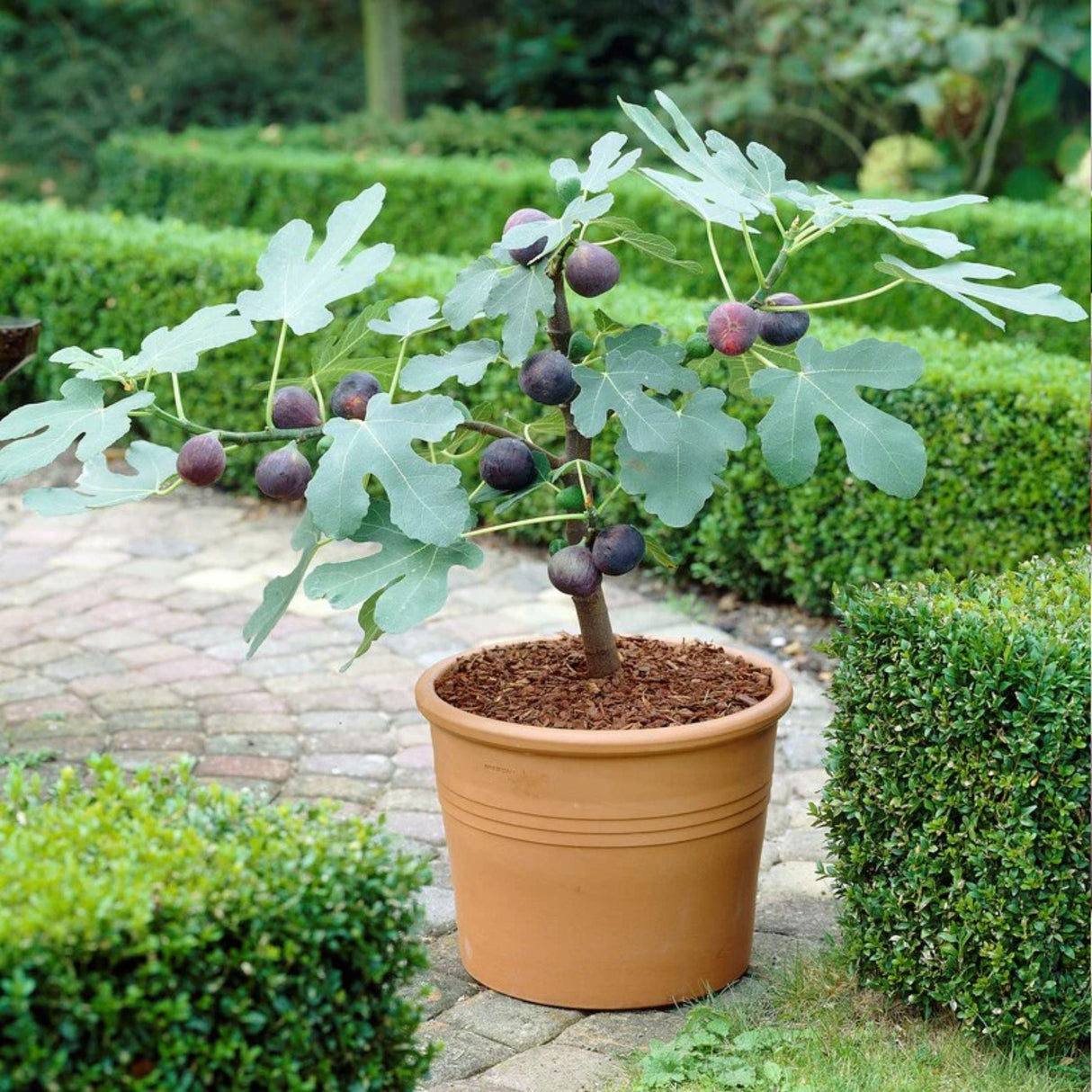 Chicago Hardy Fig Tree – Ficus carica