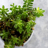 Jelly Bean Succulent Plant