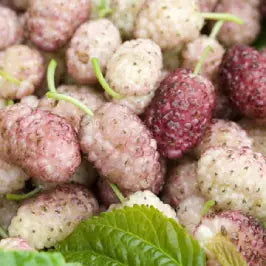 White Mulberry Tree (Morus alba) – Fast-Growing, Silkworm-Feeding, Wildlife-Friendly