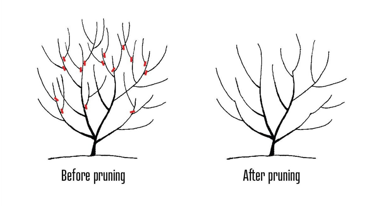 Allegheny Serviceberry Tree