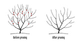 Allegheny Serviceberry Tree