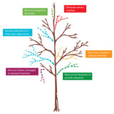 Fuji Apple Tree
