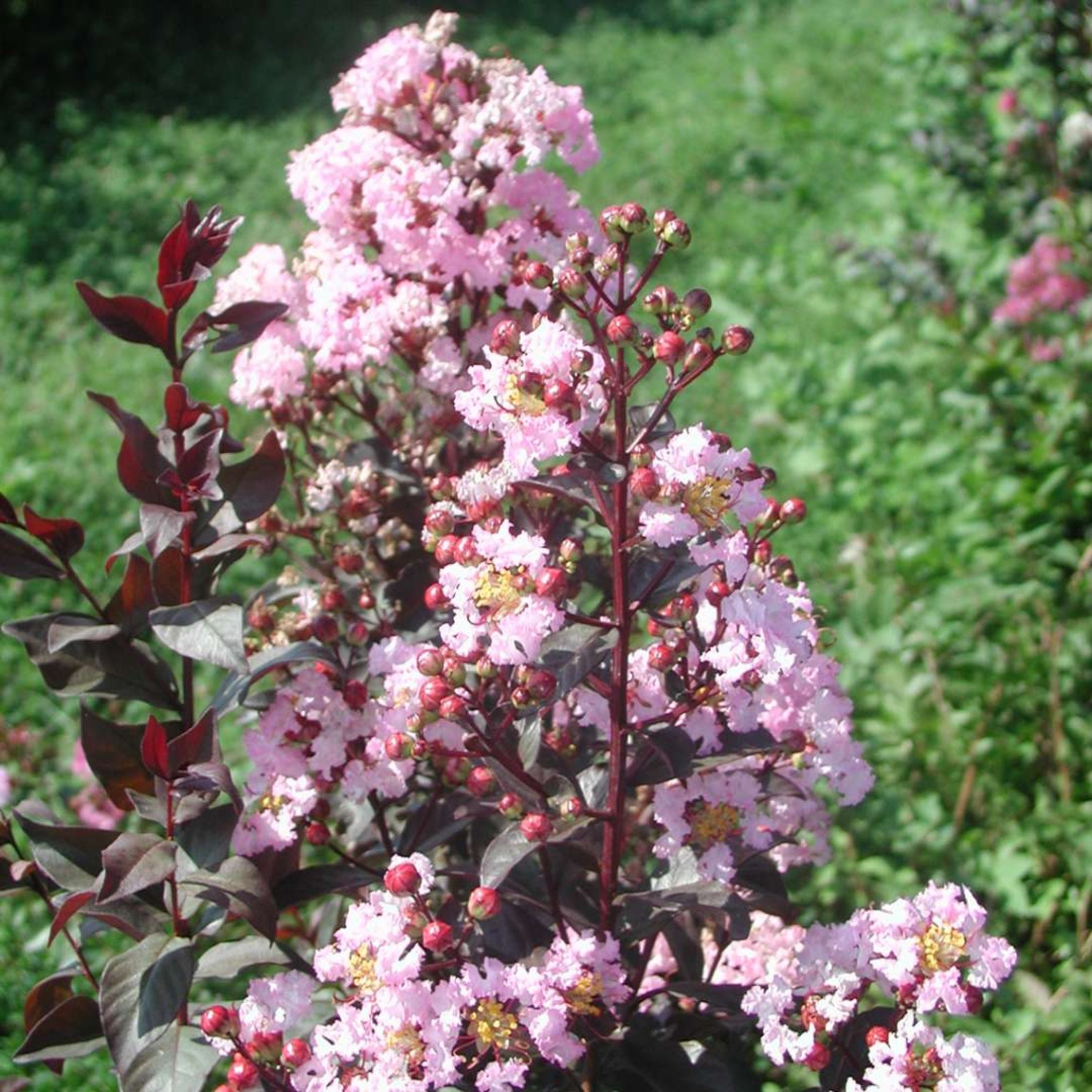 Rhapsody in Pink Crape Myrtle Shrub - Monster Gardens
