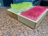 ZestiGreens Organic Microgreen Seeds – 10 Variety Pack