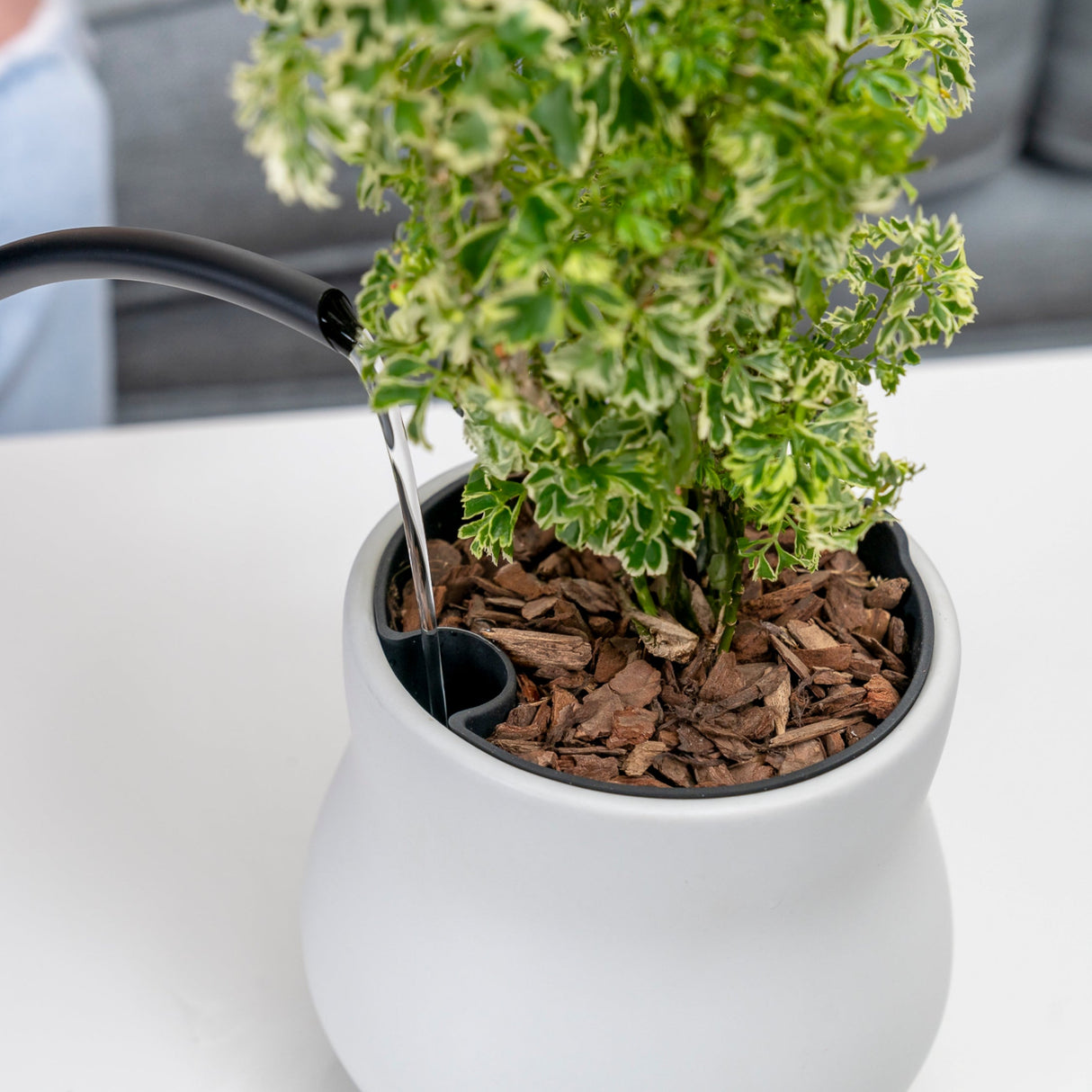 Alabaster White Ceramic Plant Pot with Removable Liner