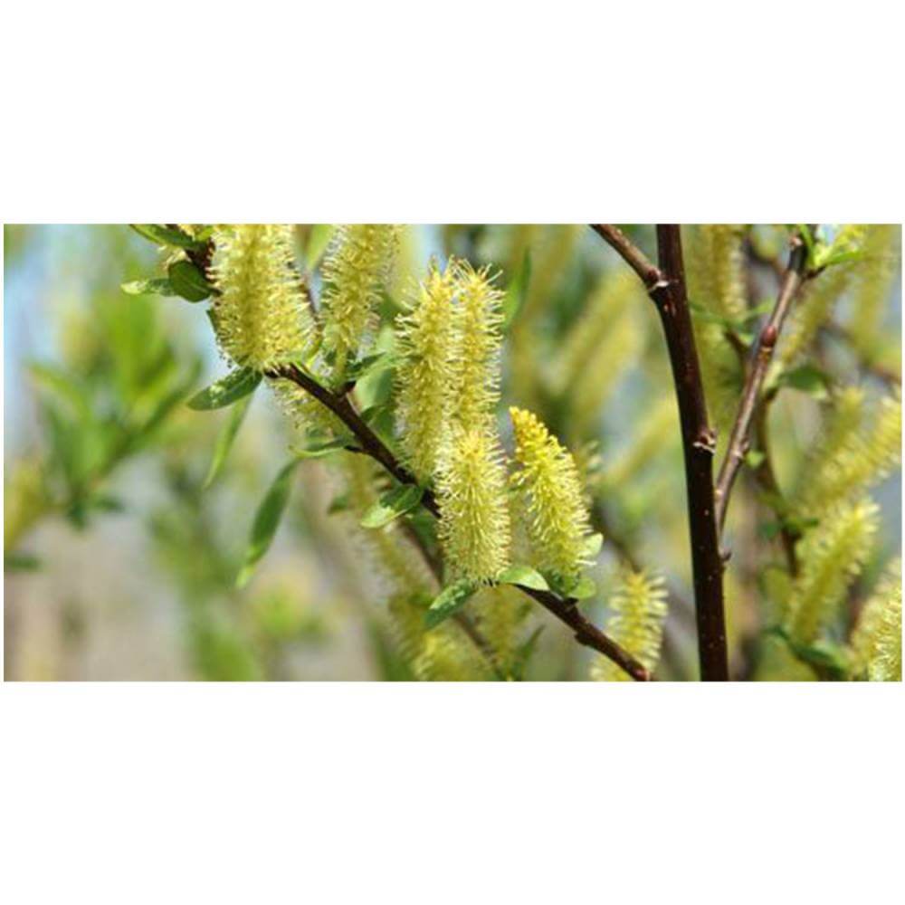 Weeping Willow Tree