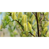 Weeping Willow Tree