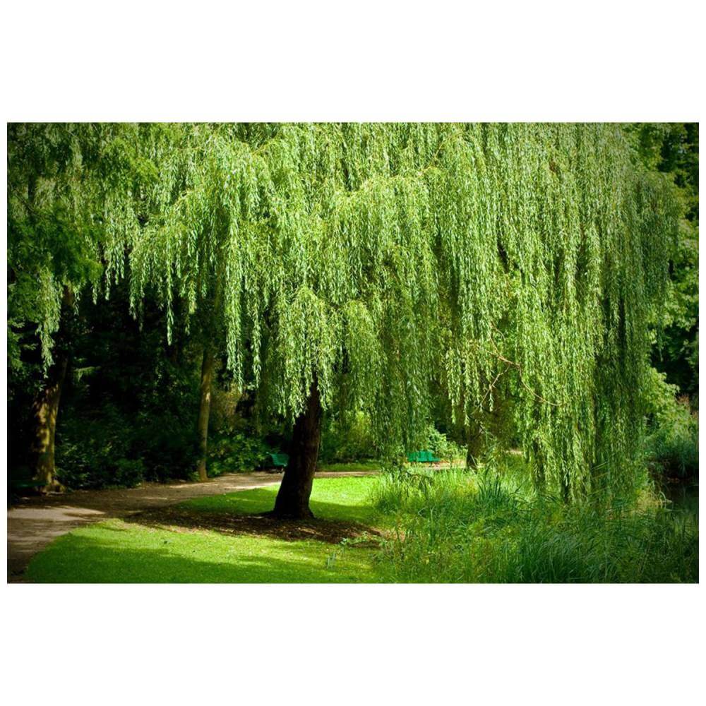 Weeping Willow Tree