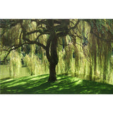 Weeping Willow Tree