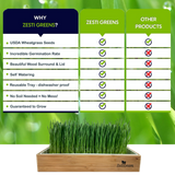 ZestiGreens Organic Self-Watering Wheatgrass Growing Kit – Soil-Free Indoor Grow System