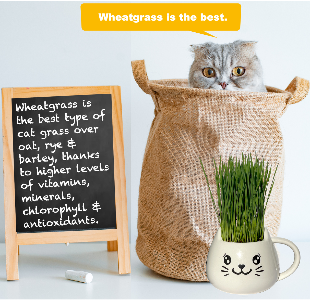 ZestiGreens Cat Grass Mug Growing Kit – Ceramic Planter with Organic Wheatgrass Seeds