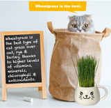 ZestiGreens Cat Grass Mug Growing Kit – Ceramic Planter with Organic Wheatgrass Seeds