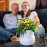 Alabaster White Ceramic Plant Pot with Removable Liner