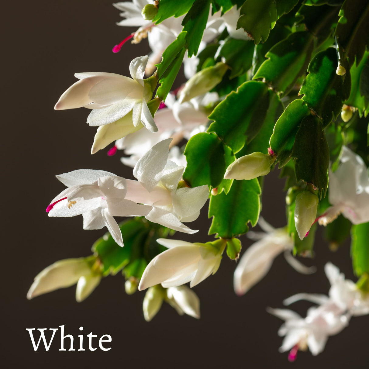 Thanksgiving Cactus – Schlumbergera Truncata 'Christmas Cactus' | Crab Cactus Houseplant