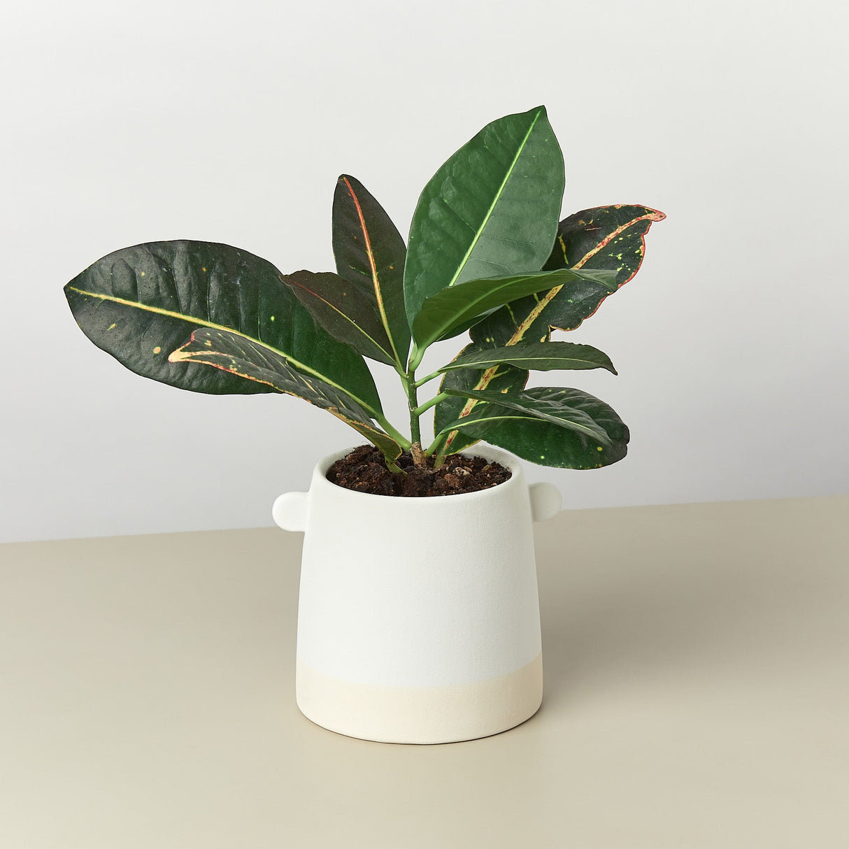 Knob Cylinder Ceramic Pot - 5 Inch