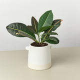Knob Cylinder Ceramic Pot - 5 Inch
