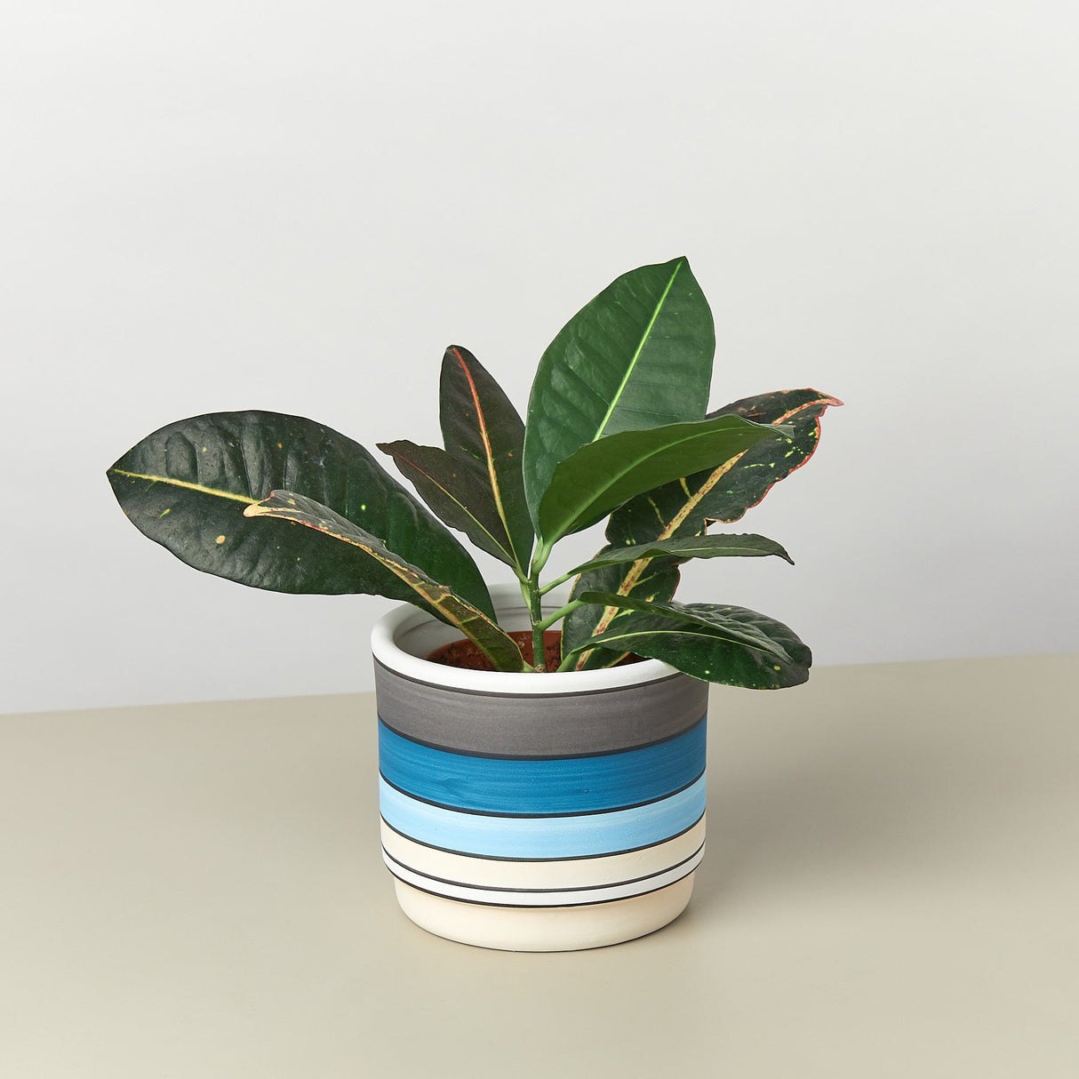 Polychrome Cylinder Ceramic Pot - 5.5 Inch