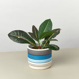 Polychrome Cylinder Ceramic Pot - 5.5 Inch