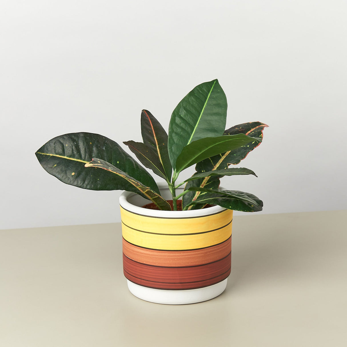 Polychrome Cylinder Ceramic Pot - 5.5 Inch