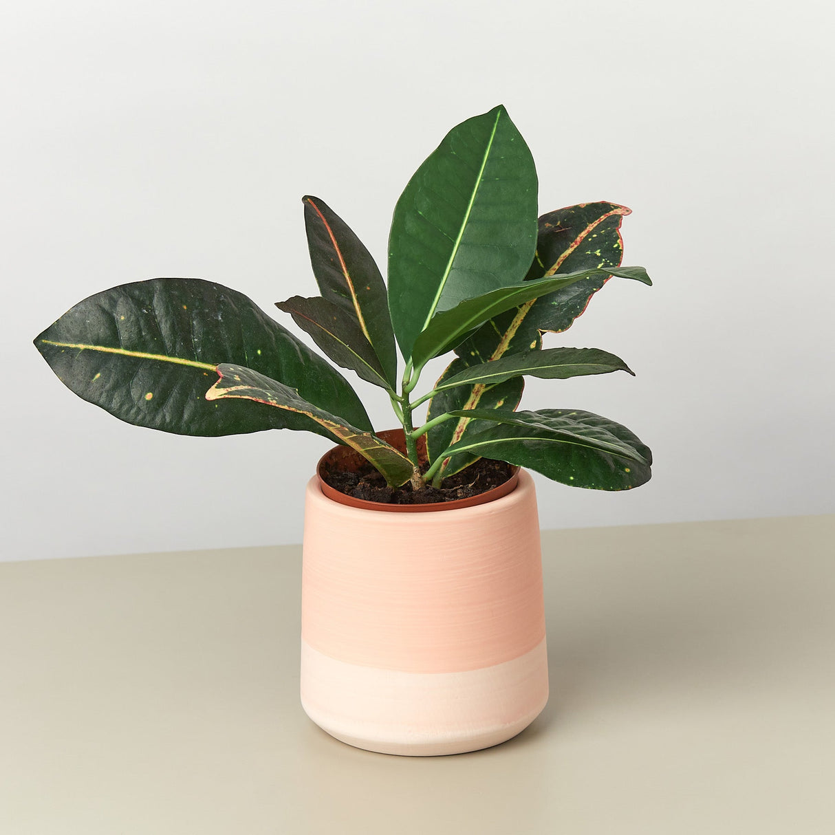 Gradient Cylinder Ceramic Pot - 5 Inch