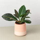 Gradient Cylinder Ceramic Pot - 5 Inch