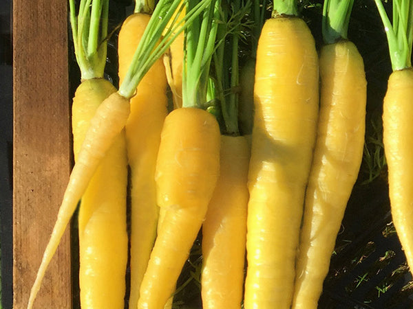 Yellowstone Organic Carrot Seeds
