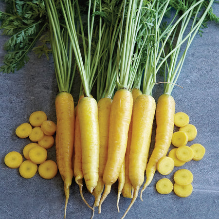 Yellowstone Organic Carrot Seeds