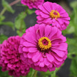 Close-up of pink zinnia flowers with a blurred green background