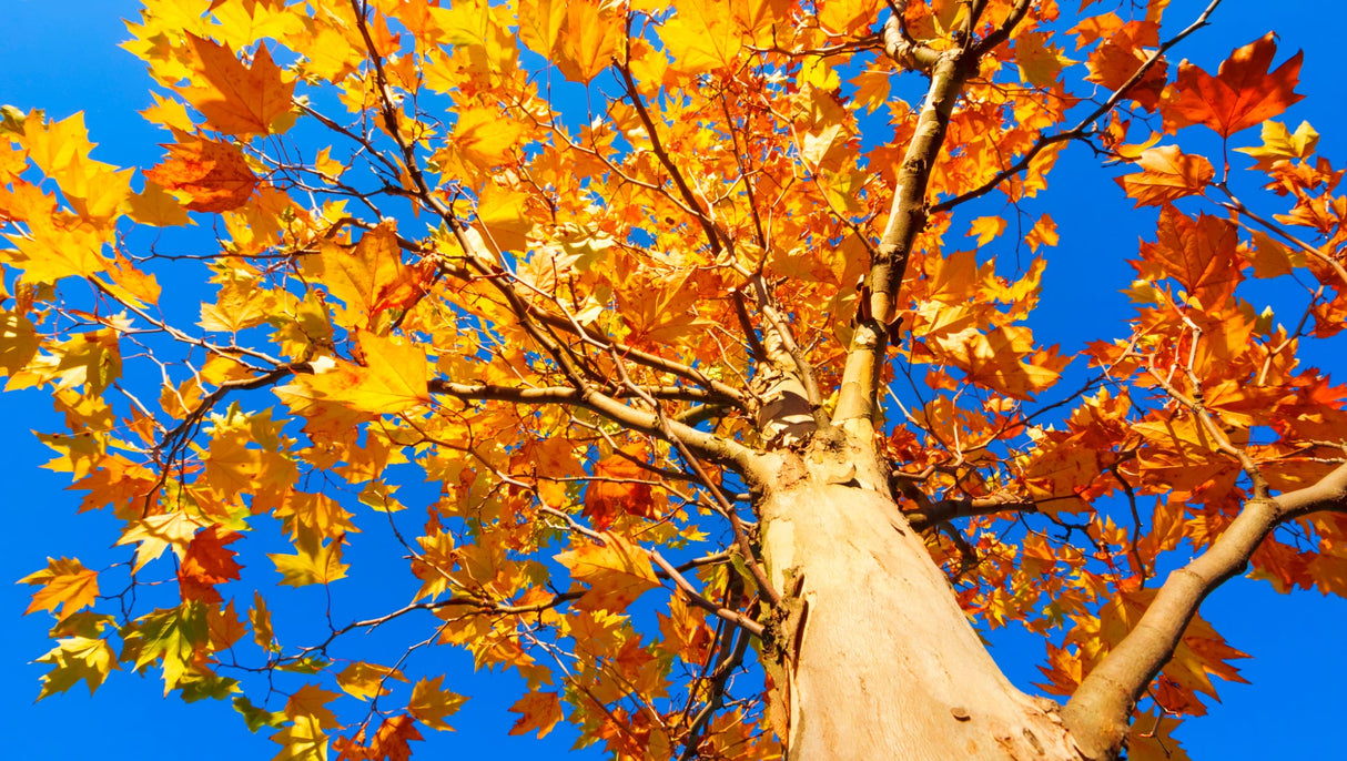 American Sycamore Native Shade Tree