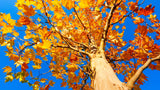 American Sycamore Native Shade Tree
