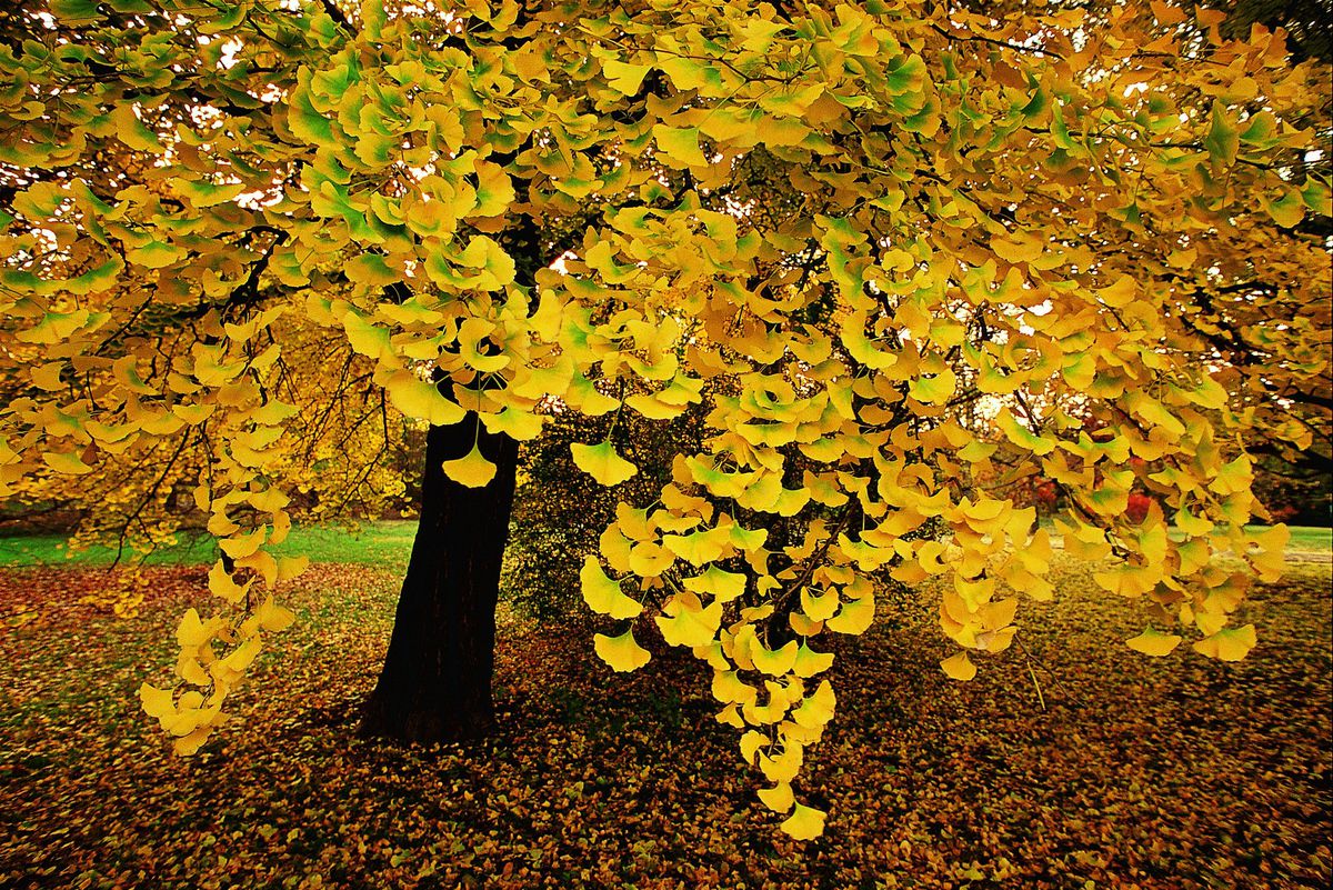 Ginkgo Biloba Tree