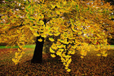 Ginkgo Biloba Tree