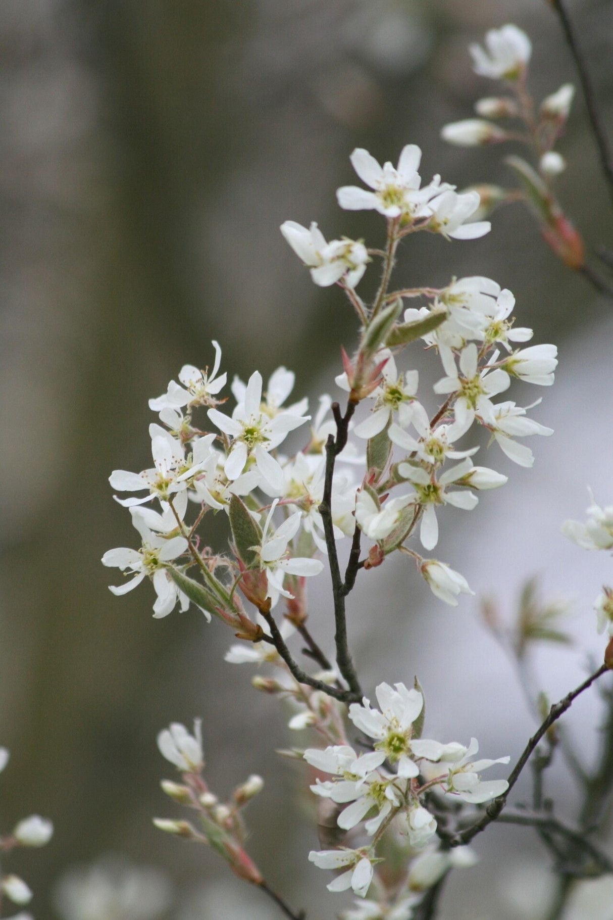 Allegheny Serviceberry Tree