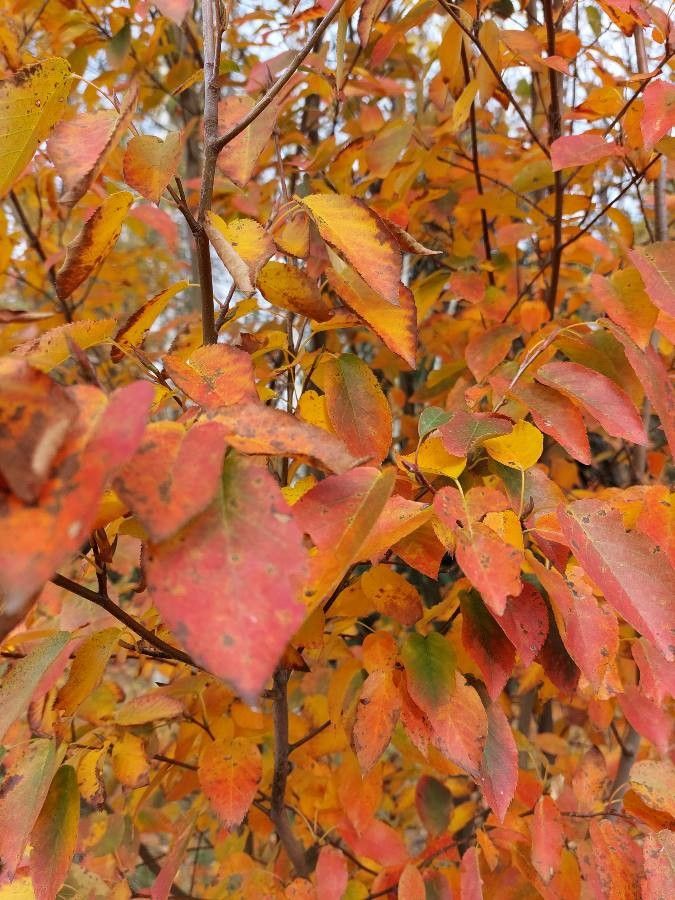 Allegheny Serviceberry Tree