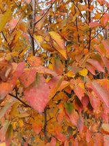 Allegheny Serviceberry Tree