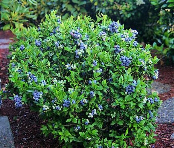 Rabbiteye Powder Blue Blueberry Bush