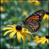 Napa Valley Wildflower Co Butterfly Garden Seed Mix – 375 mL