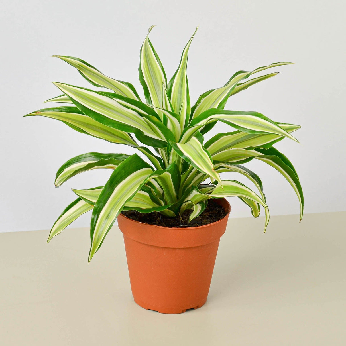 Dracaena 'Malaika' Plant