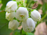 Rabbiteye Powder Blue Blueberry Bush