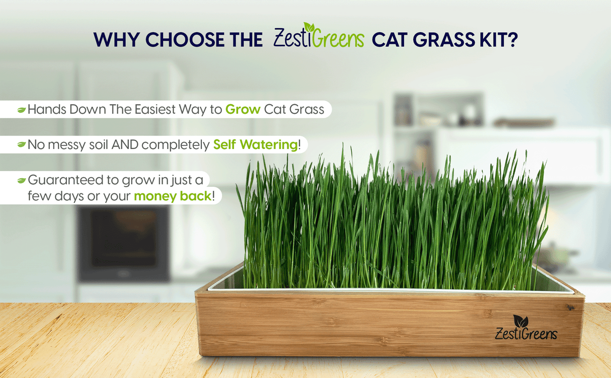 ZestiGreens Self-Watering Cat Grass Kit – Organic Wheatgrass Growing Tray with Hemp Mat