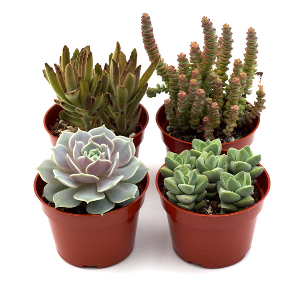 2 inch succulents near me Assorted Succulent Variety