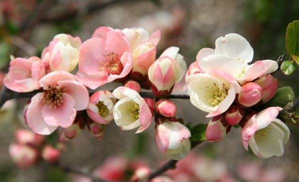 Toyo Nishiki Flowering Quince Shrub