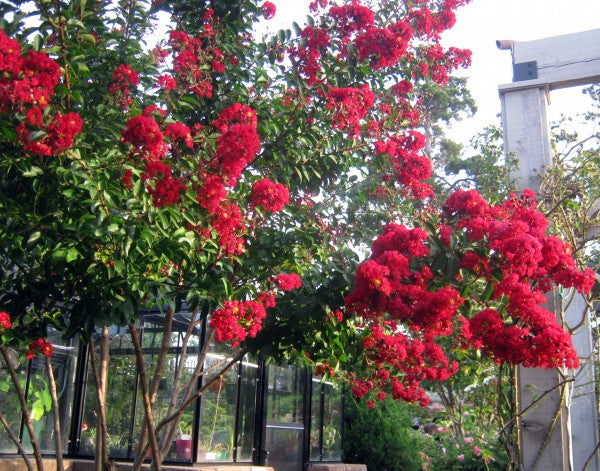 Scarlet Crape Myrtle Shrub