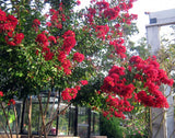 Scarlet Crape Myrtle Shrub