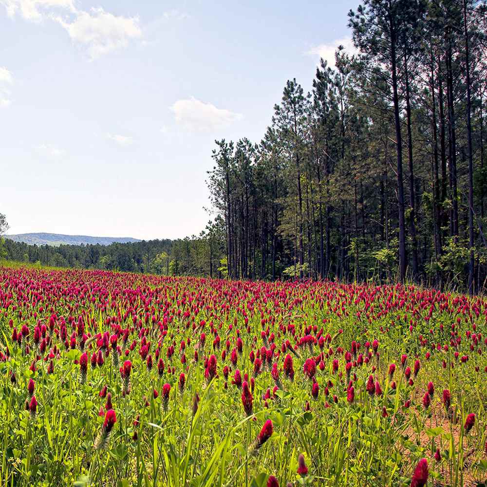 Napa Valley Wildflower Co Crimson Clover Cover Crop Seed – 1 oz